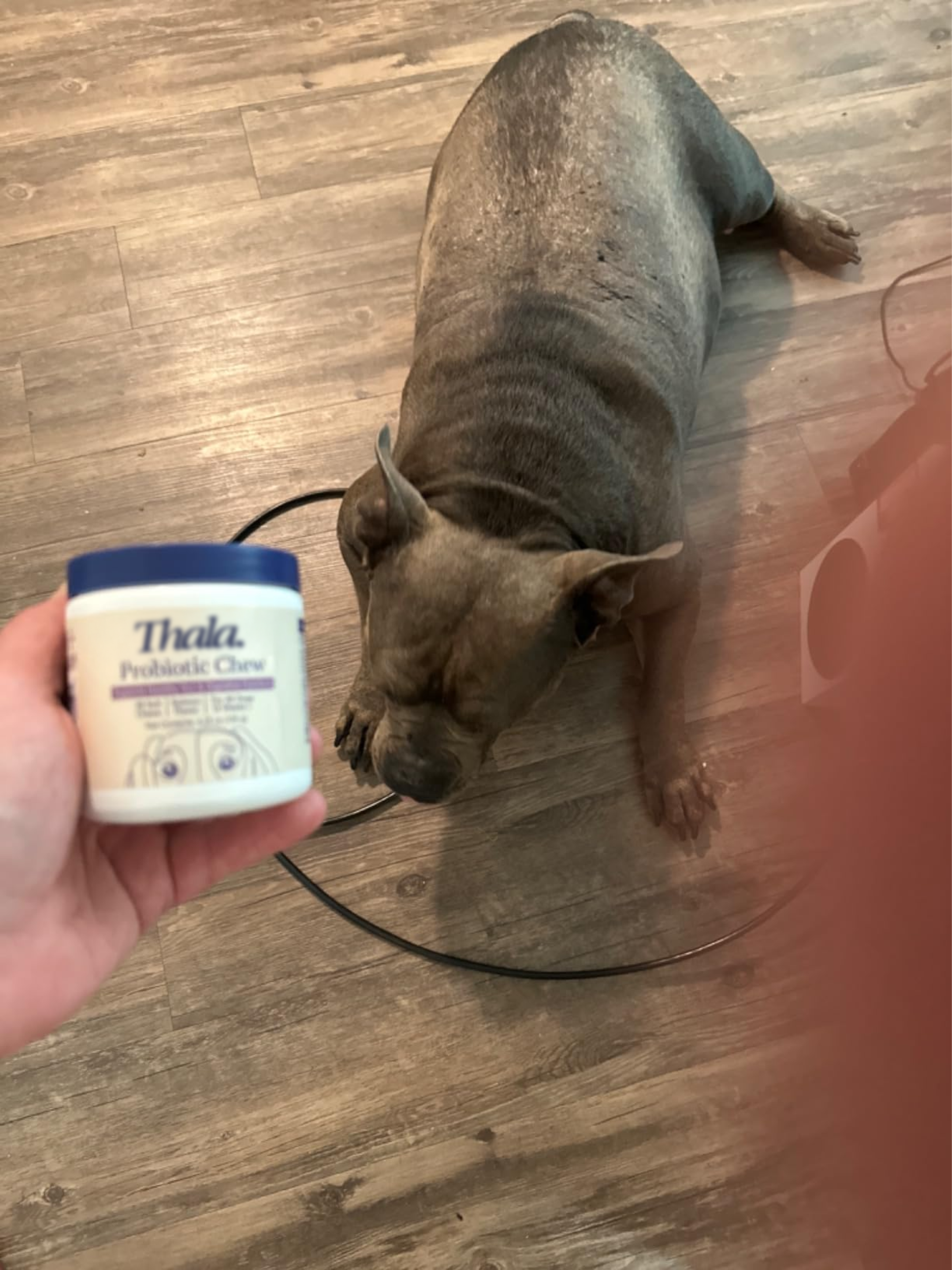 Malik's dog with the Thala container